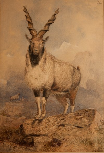 Markhoor by Joseph Wolf